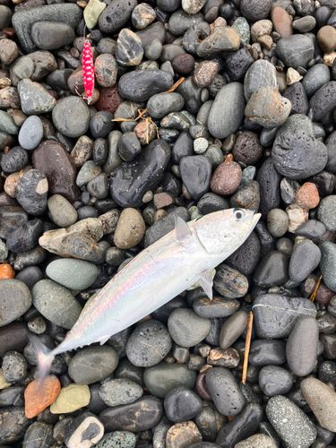 ソウダガツオの釣果