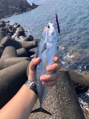 ソウダガツオの釣果