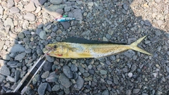 シイラの釣果
