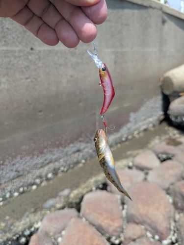 ハゼの釣果