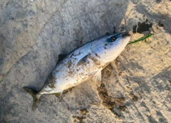 イナダの釣果