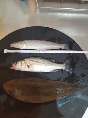 シタビラメの釣果
