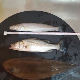 シタビラメ