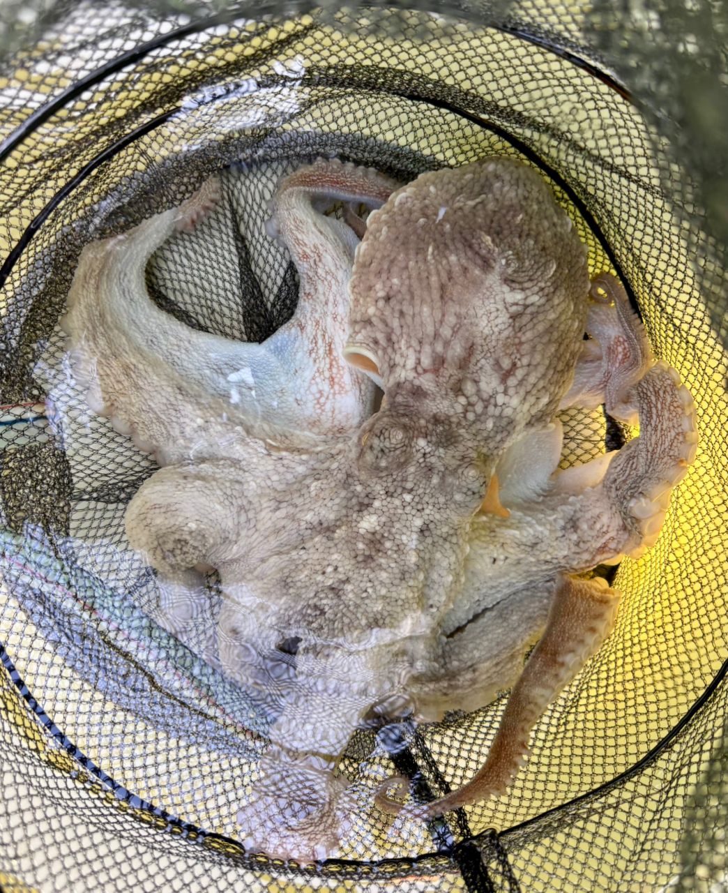 oxyさんの釣果 1枚目の画像