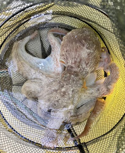 マダコの釣果