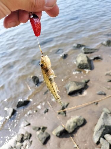 マハゼの釣果