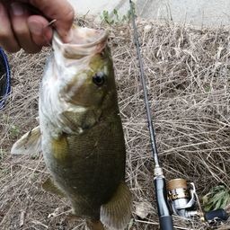 スモールマウスバス