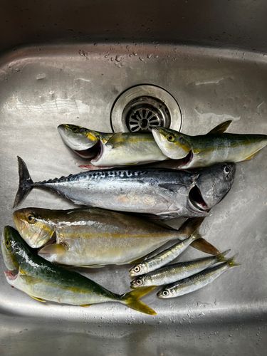 ショゴの釣果
