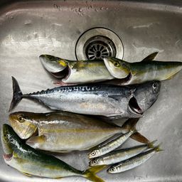 ショゴ