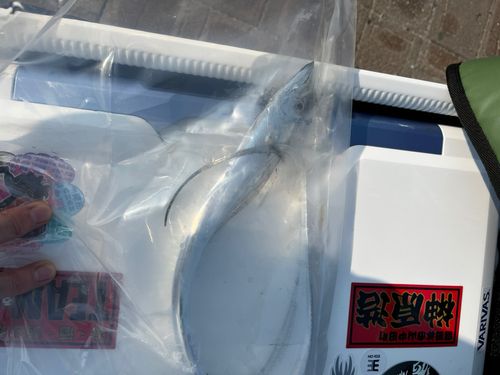 タチウオの釣果