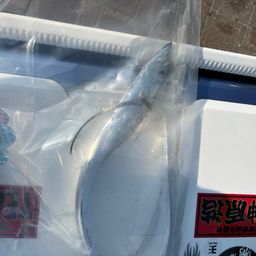 タチウオ