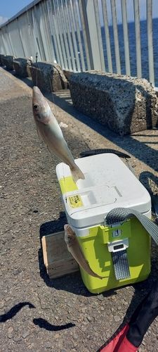 シロギスの釣果
