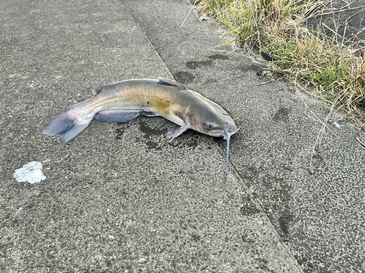 アメリカナマズ