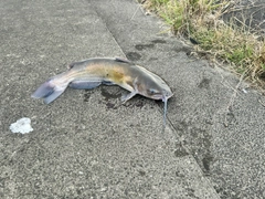 アメリカナマズの釣果