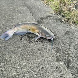 アメリカナマズ