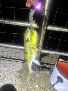 シロサバフグの釣果