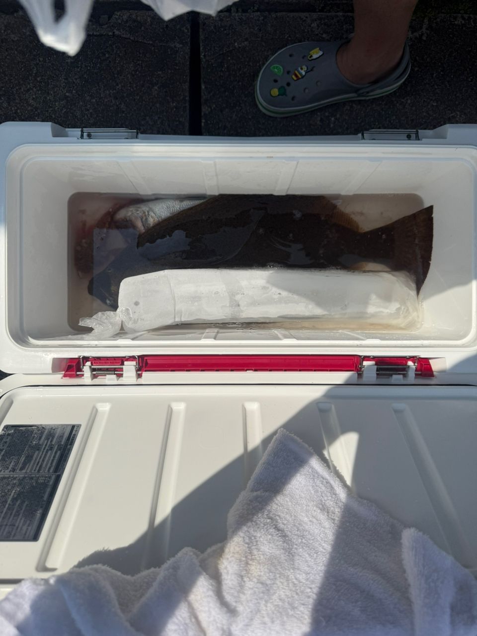 バカバサーさんの釣果 1枚目の画像