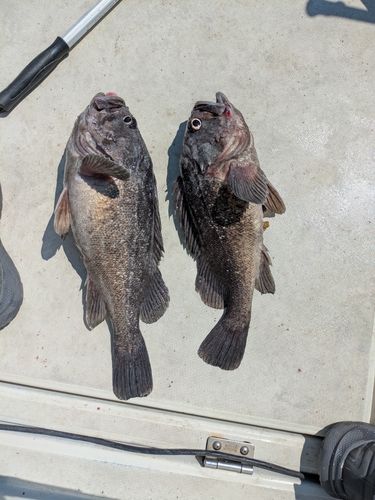 クロソイの釣果