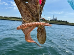 マダコの釣果