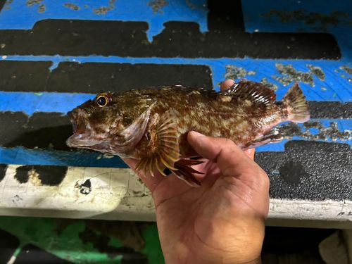 カサゴの釣果