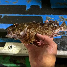 カサゴ