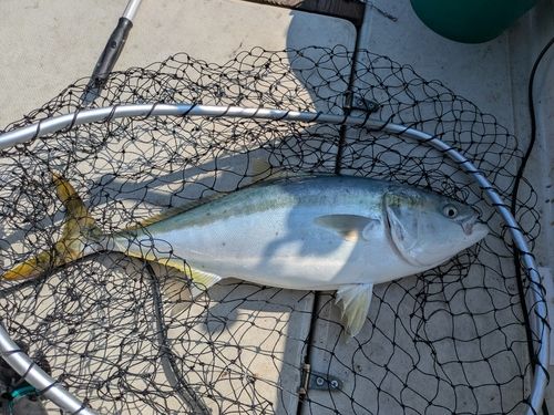 ワラサの釣果