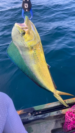 シイラの釣果