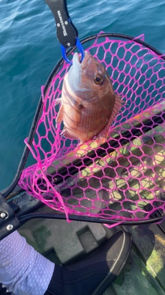 マダイの釣果