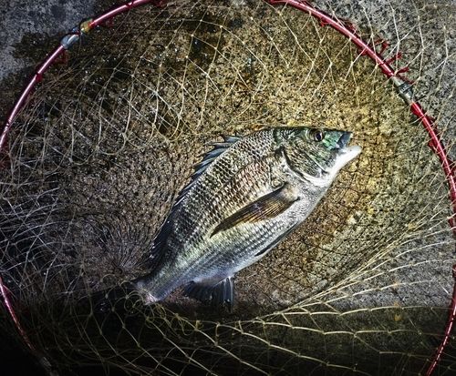 チヌの釣果