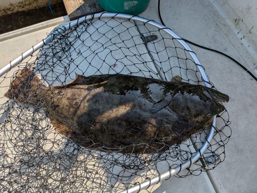 ヒラメの釣果