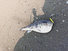 トラフグの釣果