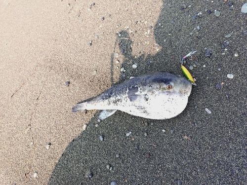 トラフグの釣果