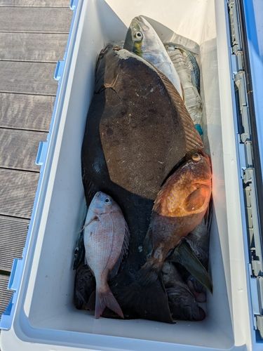 マダイの釣果