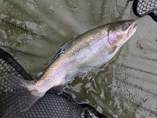 ニジマスの釣果