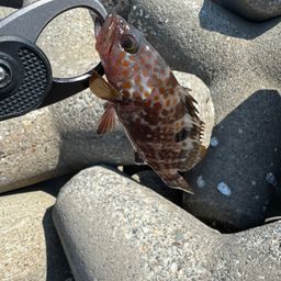 カサゴ