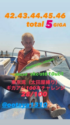 アジの釣果