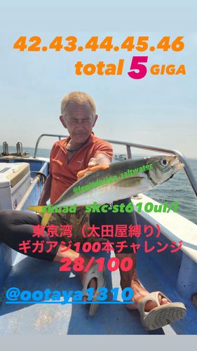 アジの釣果