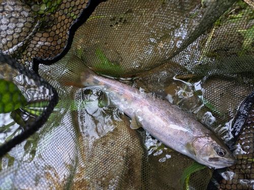 ヤマメの釣果