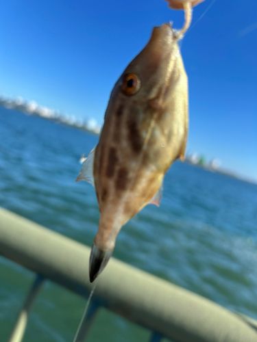 ウマヅラハギの釣果