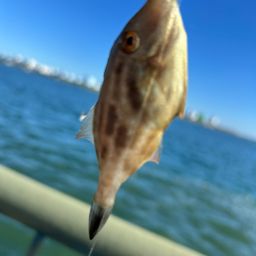 ウマヅラハギ