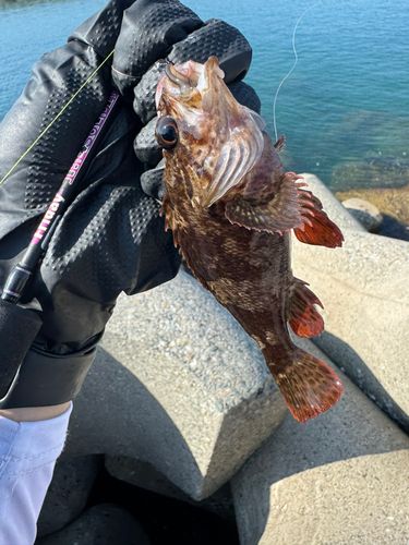 ムラソイの釣果