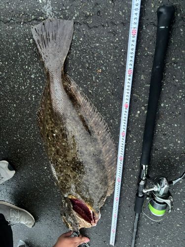 ヒラメの釣果