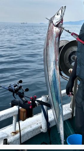 タチウオの釣果