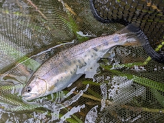 ヤマメの釣果