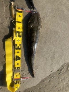 マゴチの釣果