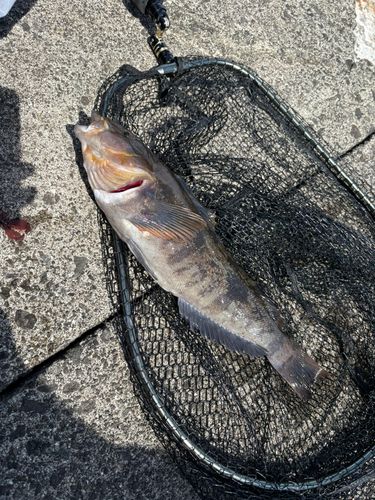 アイナメの釣果