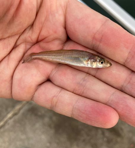 シロギスの釣果