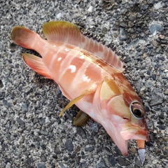 アカハタの釣果