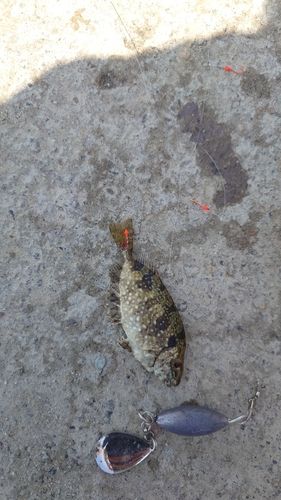 アイゴの釣果