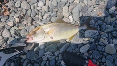 ショゴの釣果